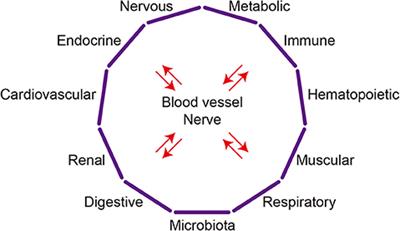 Organ System Crosstalk in Cardiometabolic Disease in the Age of Multimorbidity